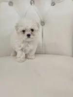 Snoopy, a male Maltese for sale in Forney, TX – 3 of 5