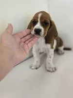 Hailey, a female Basset Hound for sale in Forney, TX – 2 of 4