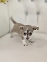 Lola, a female Chihuahua for sale in Forney, TX – 2 of 3