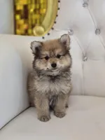 Teddy, a male Pomeranian for sale in Forney, TX – Photo 6 of 6