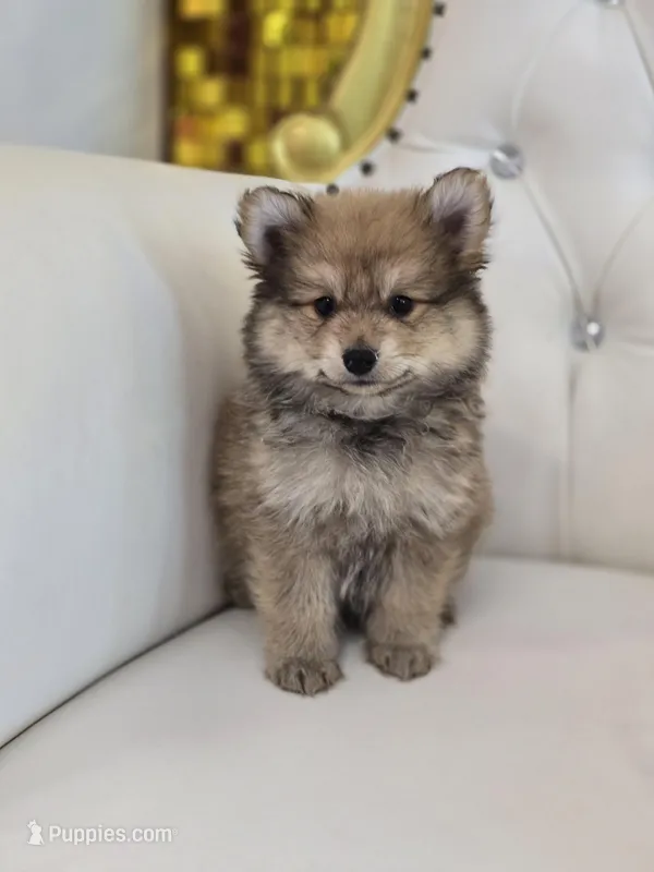 Teddy – Pomeranian puppy for sale in Forney, TX