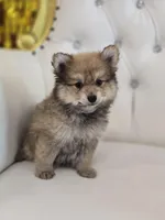 Teddy, a male Pomeranian for sale in Forney, TX – Photo 3 of 6