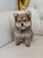 Teddy, a male Pomeranian for sale in Forney, TX – Photo 2 of 6