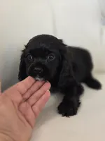 Rockey, a male Cocker Spaniel for sale in Forney, TX – 1 of 4