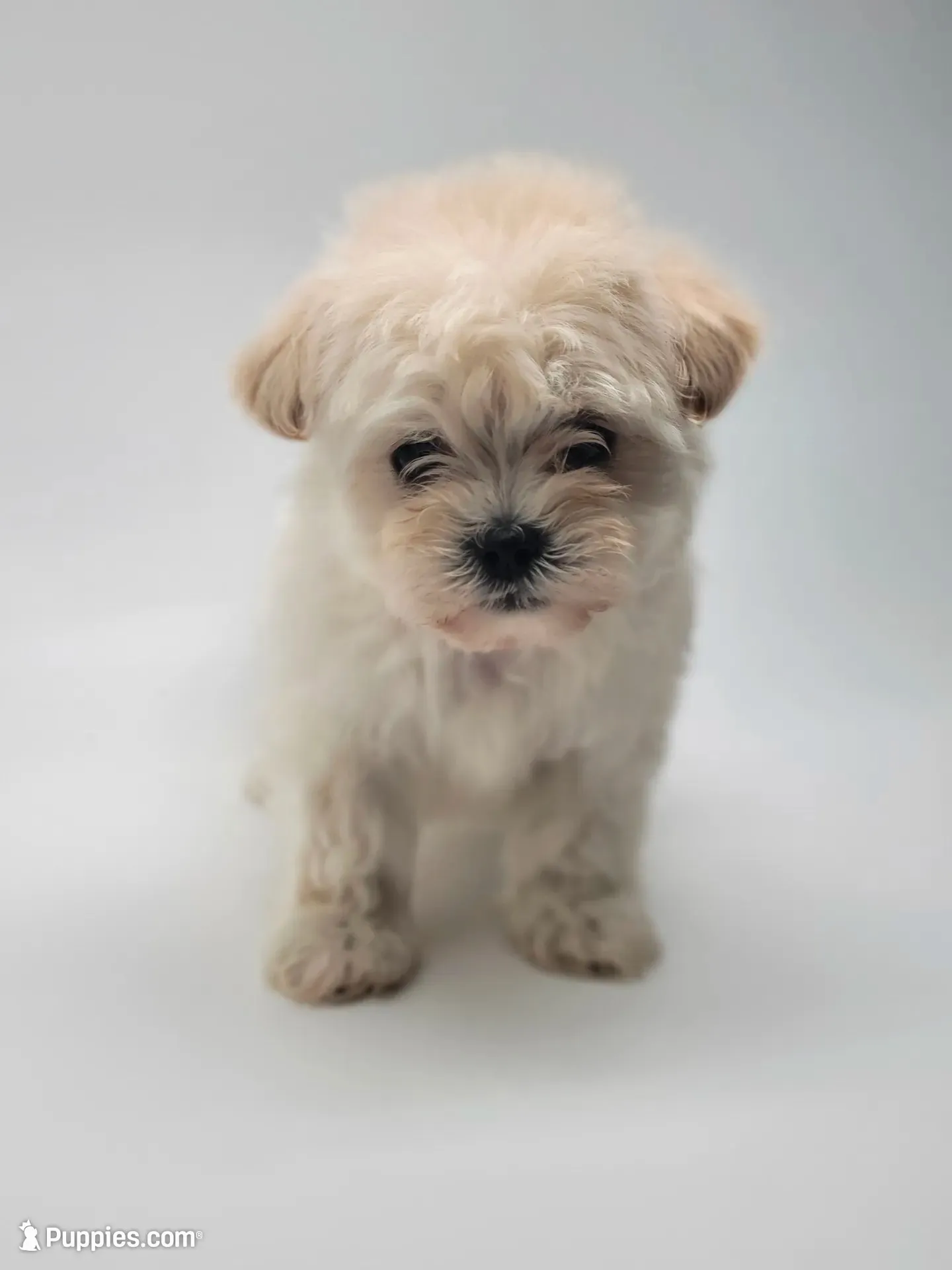 Snoopy, a male Maltipoo for sale in Forney, TX – 1 of 3