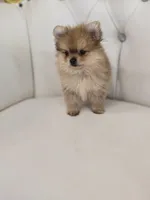 Rollin, a male Pomeranian for sale in Forney, TX – 3 of 5