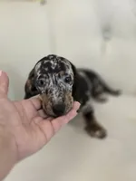 Jazzy, a female Miniature Dachshund for sale in Forney, TX – 3 of 6