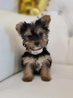 Darla, a female Yorkshire Terrier for sale in Forney, TX – Photo 2 of 4