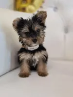 Darla, a female Yorkshire Terrier for sale in Forney, TX – Photo 3 of 4