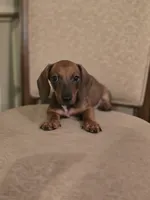 Pumpkin, a male Miniature Dachshund for sale in Forney, TX – 5 of 5