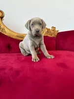 Max, a male Labrador Retriever for sale in Forney, TX – 2 of 2