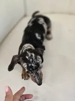 Jazzy, a female Miniature Dachshund for sale in Forney, TX – 5 of 6