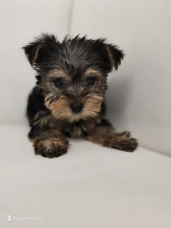 Tiny Tim – Yorkshire Terrier puppy for sale in Forney, TX
