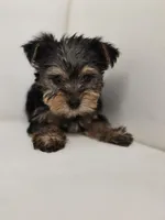 Tiny Tim, a male Yorkshire Terrier for sale in Forney, TX – Photo 1 of 4