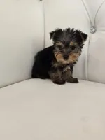 Tiny Tim, a male Yorkshire Terrier for sale in Forney, TX – Photo 3 of 4