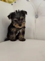 Tiny Tim, a male Yorkshire Terrier for sale in Forney, TX – Photo 2 of 4