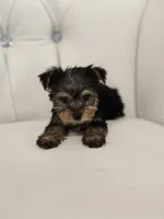 Tiny Tim, a male Yorkshire Terrier for sale in Forney, TX – Photo 4 of 4