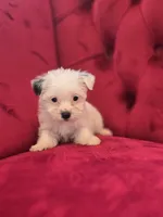 Parti Girl, a female Yorkshire Terrier for sale in Forney, TX – Photo 3 of 3