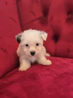 Parti Girl, a female Yorkshire Terrier for sale in Forney, TX – Photo 1 of 3