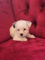 Parti Girl, a female Yorkshire Terrier for sale in Forney, TX – Photo 2 of 3