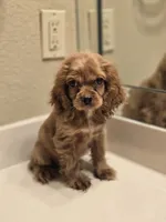 Ozzy, a male Cocker Spaniel for sale in Forney, TX – 4 of 4