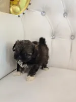 Precious , a female Shih Tzu for sale in Forney, TX – 3 of 5