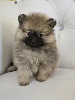 Cash, a male Pomeranian for sale in Forney, TX – 5 of 6