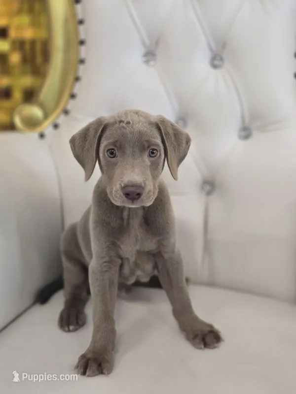 Max – Labrador Retriever puppy for sale in Forney, TX