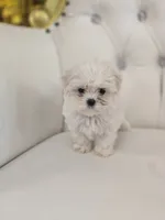 Snoopy, a male Maltese for sale in Forney, TX – 5 of 5