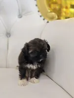Precious , a female Shih Tzu for sale in Forney, TX – 4 of 5