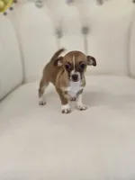 Raine, a female Chihuahua for sale in Forney, TX – 3 of 4