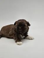 Precious , a female Shih Tzu for sale in Forney, TX – 2 of 3