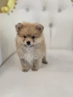 Pumpkin, a male Pomeranian for sale in Forney, TX – 4 of 4