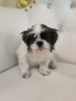 Maggie, a female Shih Tzu for sale in Forney, TX – 4 of 5