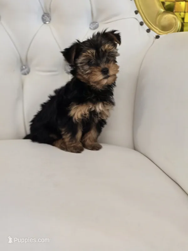 Daisy – Yorkshire Terrier puppy for sale in Forney, TX
