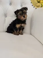 Daisy, a female Yorkshire Terrier for sale in Forney, TX – 2 of 5