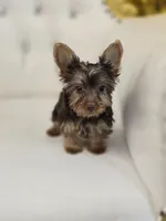 Reese , a female Yorkshire Terrier for sale in Forney, TX – 6 of 6
