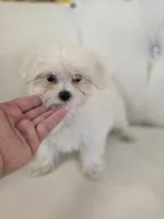 Snowy, a female Maltipoo for sale in Forney, TX – 2 of 2