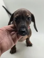 Bruno, a male Miniature Dachshund for sale in Forney, TX – 1 of 6