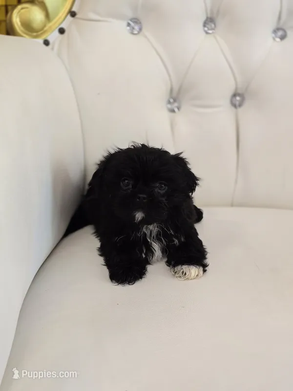 Midnight – Shih Tzu puppy for sale in Forney, TX