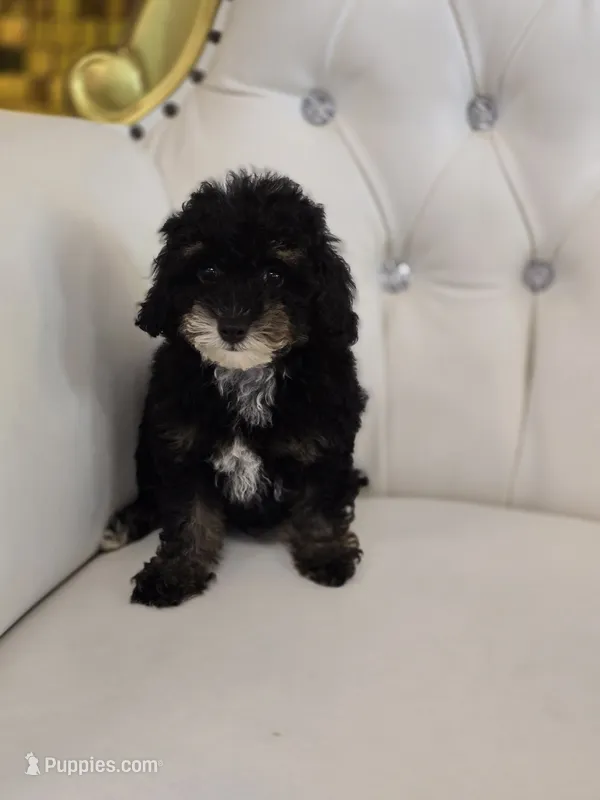 King – Poodle - Miniature  puppy for sale in Forney, TX