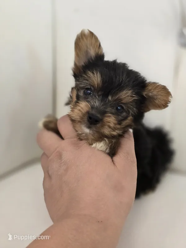 Bentley – Yorkshire Terrier puppy for sale in Forney, TX