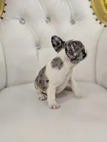 Bumpy, a female French Bulldog for sale in Forney, TX – 6 of 6
