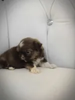 Sadie, a female Shih Tzu for sale in Forney, TX – 2 of 2