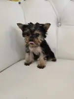Tiny Sue, a female Yorkshire Terrier for sale in Forney, TX – 3 of 5