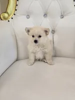 Molly, a female Pomeranian for sale in Forney, TX – 3 of 5