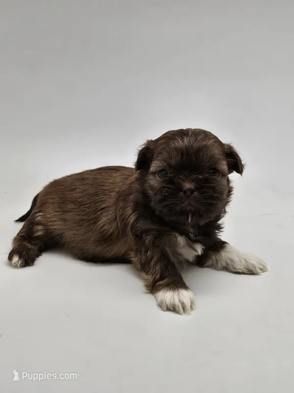Precious  – Shih Tzu puppy for sale in Forney, TX
