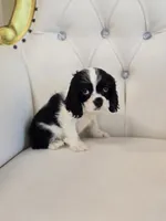 Buddy, a male Cocker Spaniel for sale in Forney, TX – 1 of 5