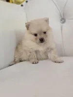 Bear, a female Pomeranian for sale in Forney, TX – 2 of 3