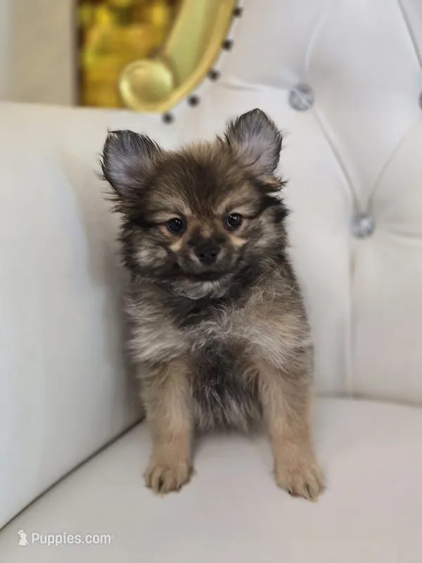 Sassy – Pomeranian puppy for sale in Forney, TX